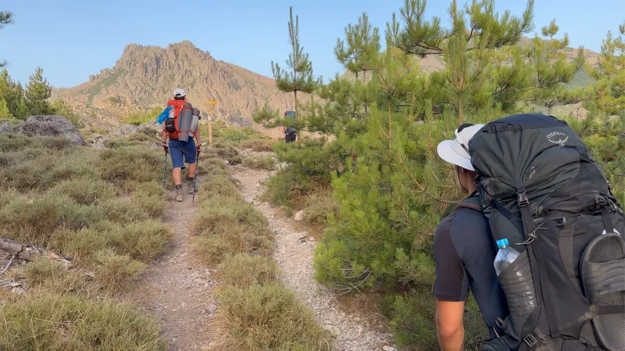 Wanderer mit Rucksäcken auf einem Pfad zwischen Kiefern auf dem GR20